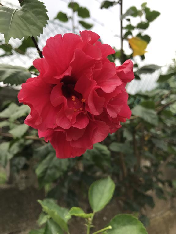 Flower Garden Self-catering Beau Vallon (Mahe)