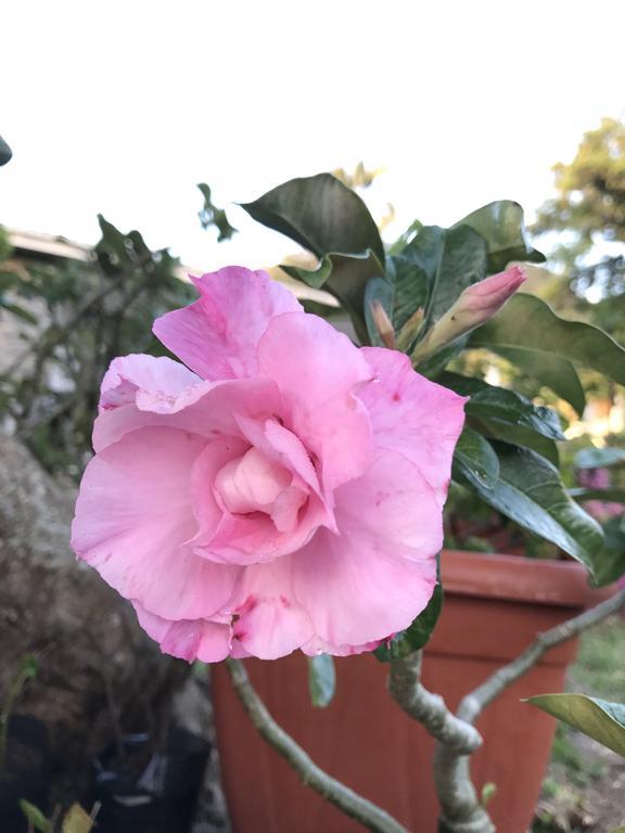 Flower Garden Self-catering * Beau Vallon (Mahe)