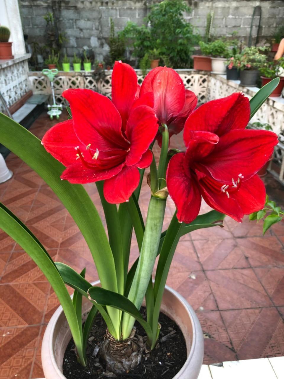 Flower Garden Self-catering Beau Vallon (Mahe)