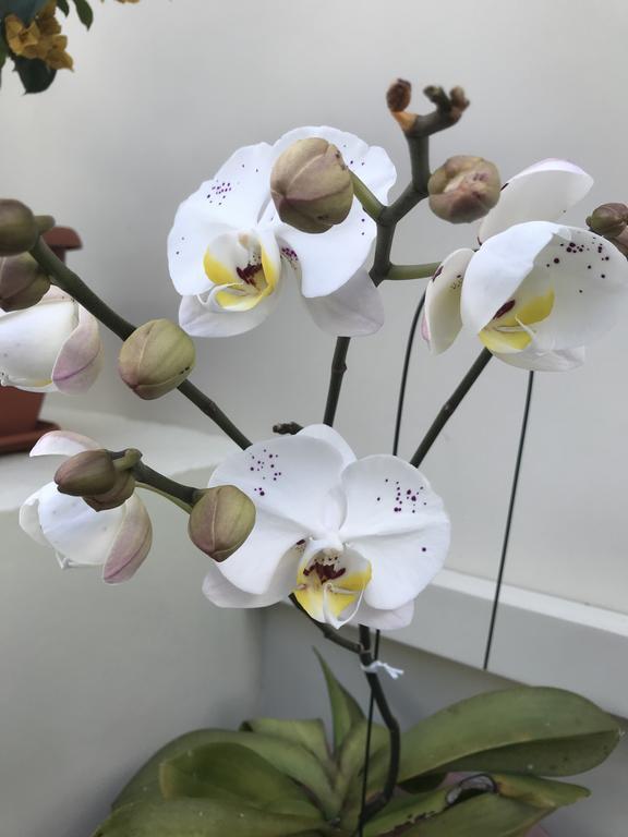 Flower Garden Self-catering Appartement Beau Vallon (Mahe)